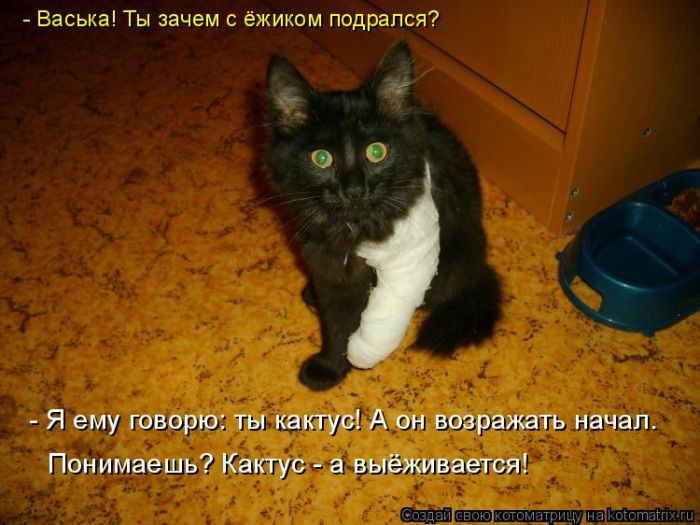 Лучшие котоматрицы недели