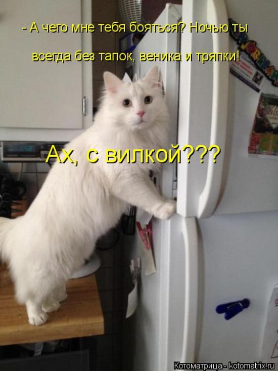 Лучшие котоматрицы недели