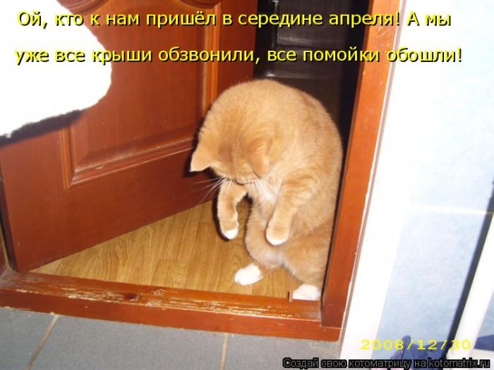 Лучшие котоматрицы недели