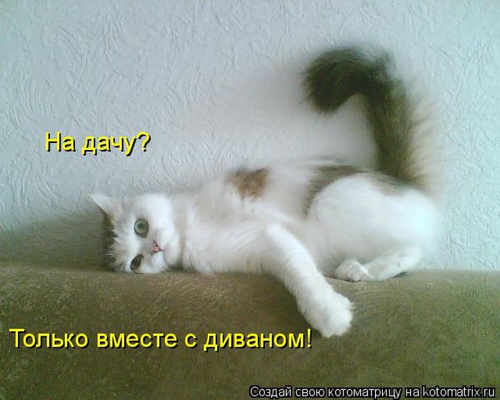 Лучшие котоматрицы недели