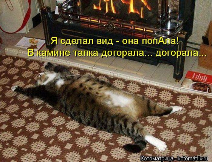 Лучшие котоматрицы недели