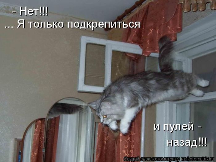 Лучшие котоматрицы недели