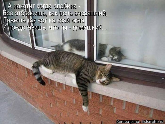 Лучшие котоматрицы недели