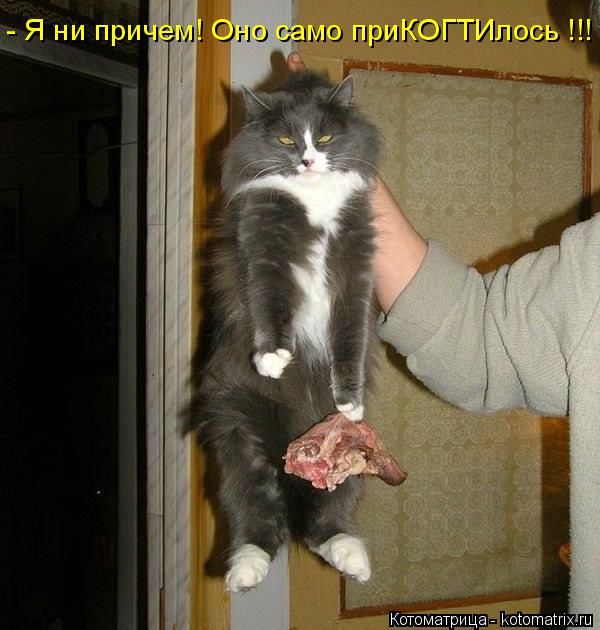 Лучшие котоматрицы недели