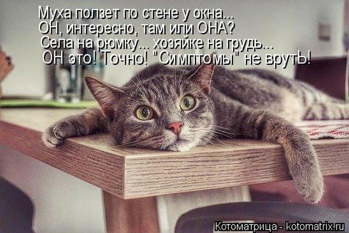 Лучшие котоматрицы недели