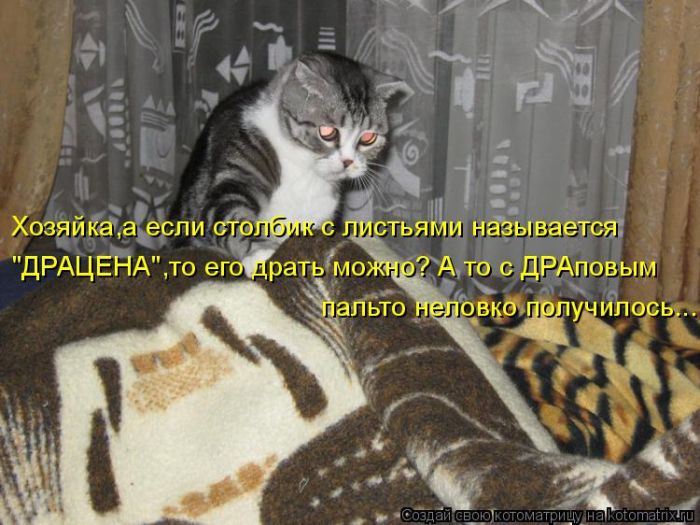 Лучшие котоматрицы недели