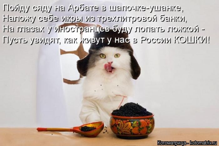 Лучшие котоматрицы недели