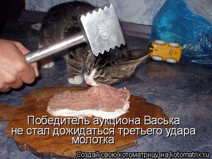 Лучшие котоматрицы недели