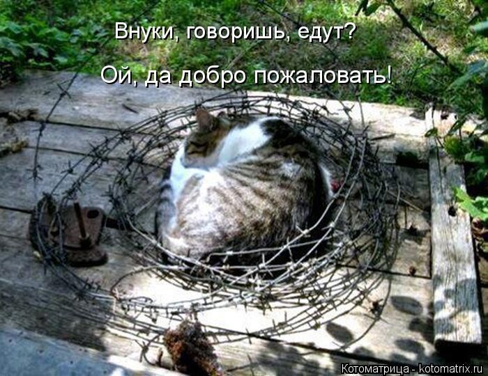 Лучшие котоматрицы недели