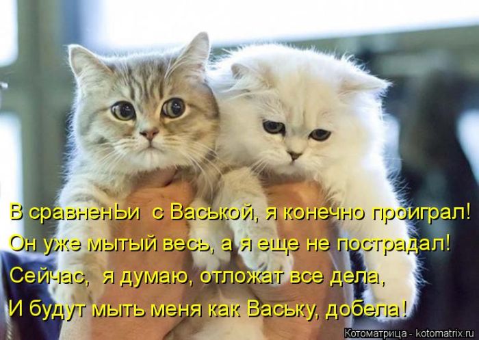 Лучшие котоматрицы недели