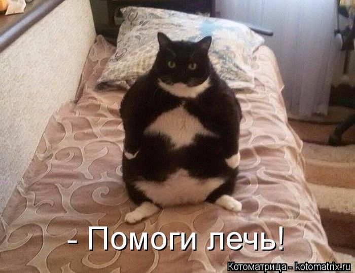 Лучшие котоматрицы недели
