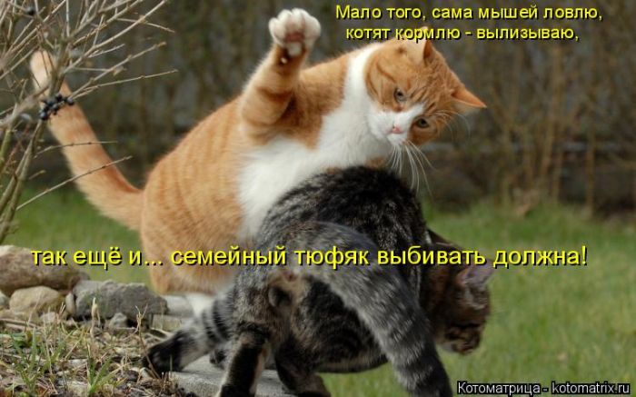 Лучшие котоматрицы недели