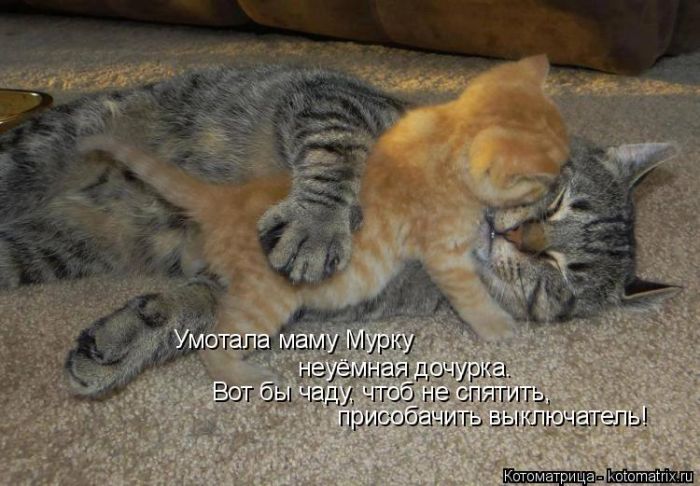 Лучшие котоматрицы недели