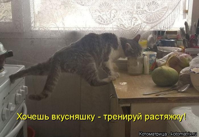 Лучшие котоматрицы недели