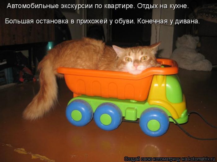 Лучшие котоматрицы недели