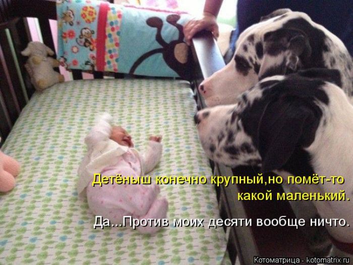 Лучшие котоматрицы недели