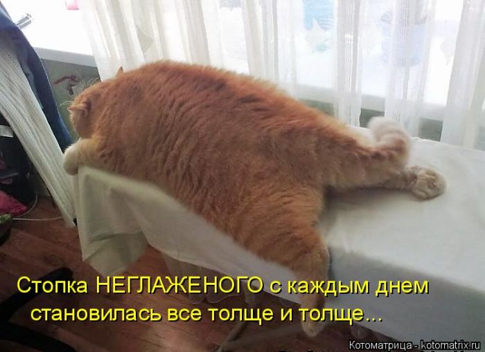 Лучшие котоматрицы недели