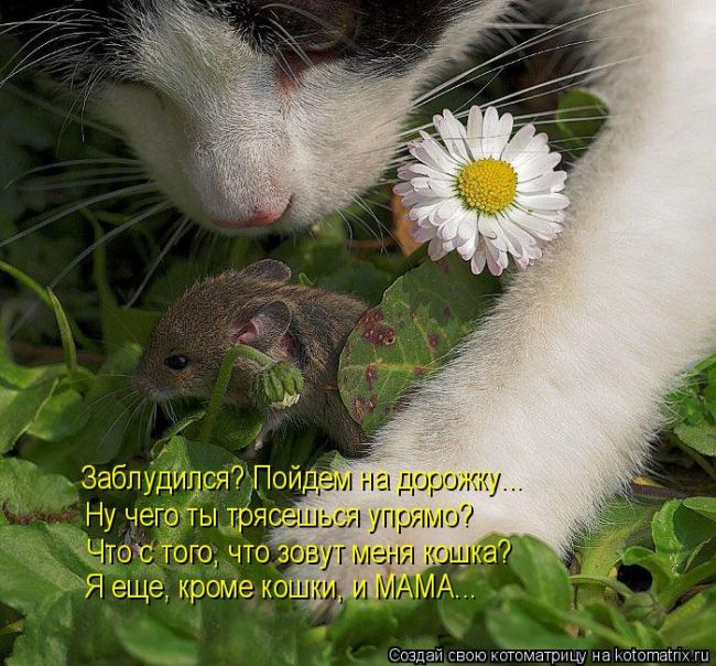 Лучшие котоматрицы недели