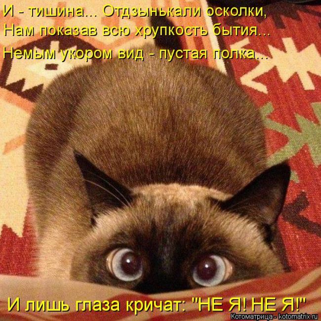 Лучшие котоматрицы недели