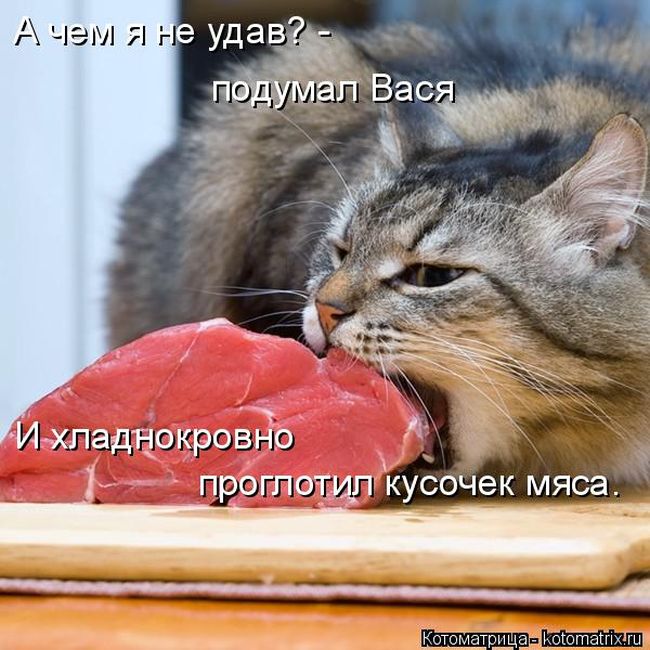 Лучшие котоматрицы недели