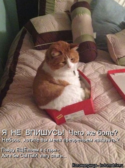 Лучшие котоматрицы недели
