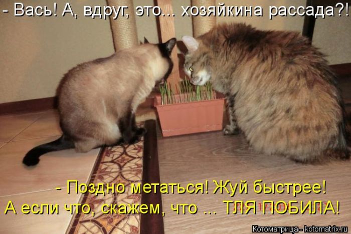 Лучшие котоматрицы недели
