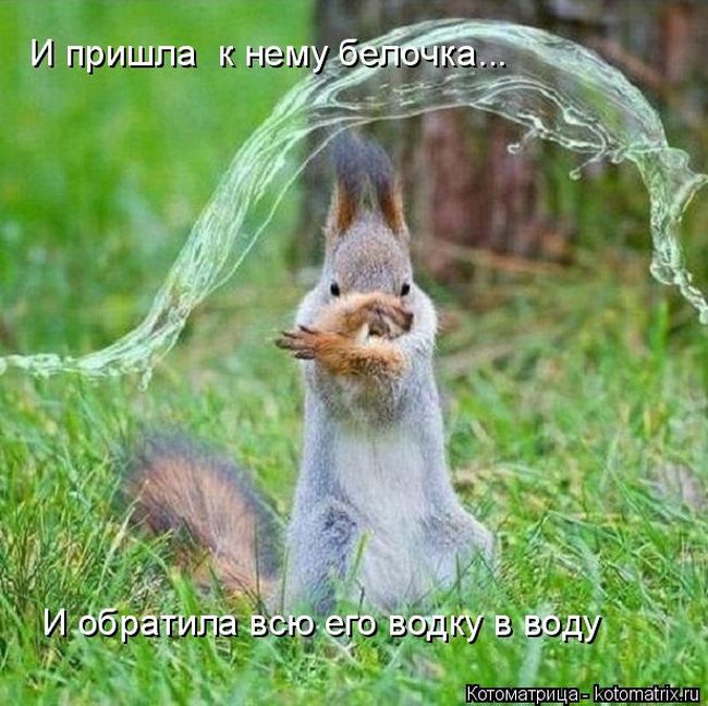 Лучшие котоматрицы недели