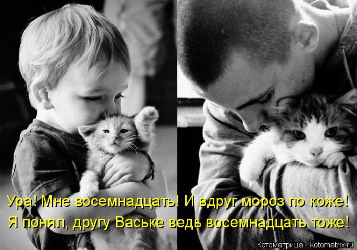 Лучшие котоматрицы недели