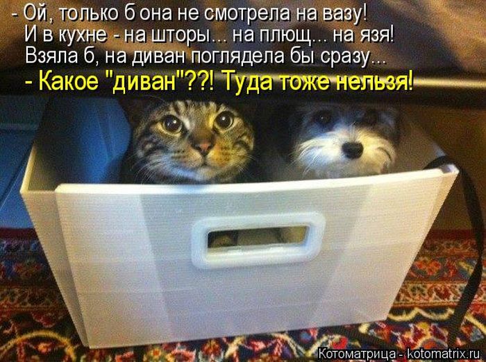 Лучшие котоматрицы недели
