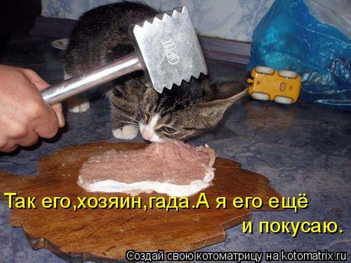 Лучшие котоматрицы недели