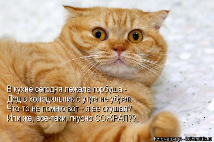 Лучшие котоматрицы недели