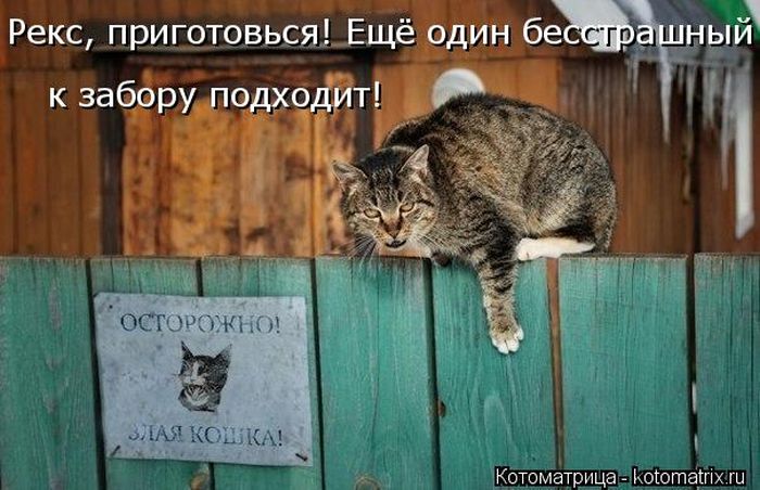 Лучшие котоматрицы недели