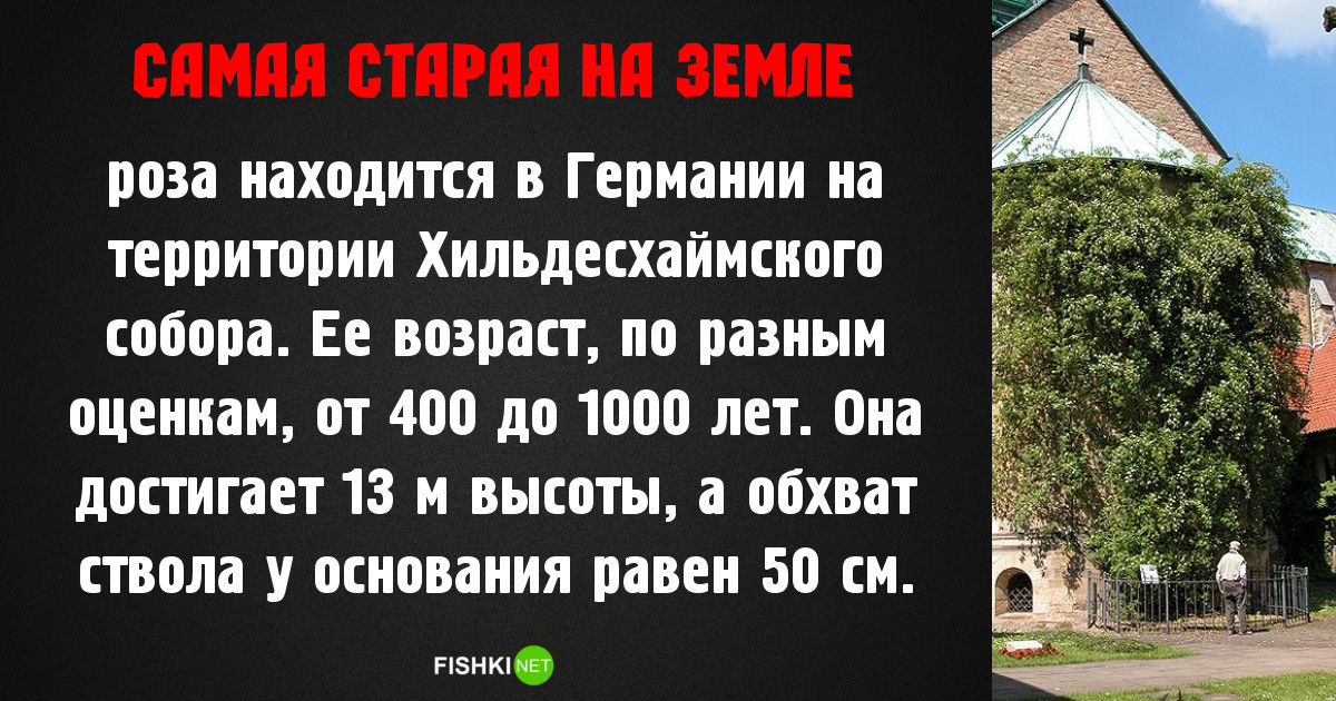 Самое, самое старое на нашей планете