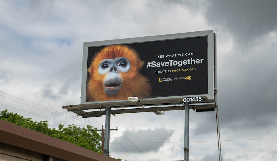 National Geographic начал кампанию, посвященную сохранению исчезающих видов National Geographic начал кампанию, посвященную сохранению исчезающих видов