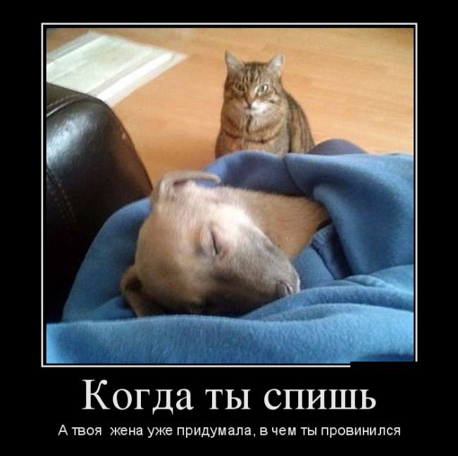 Демотиваторы