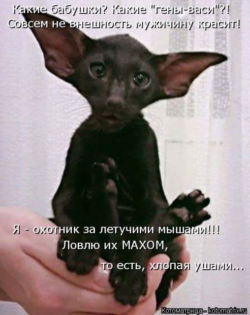 Лучшие котоматрицы недели