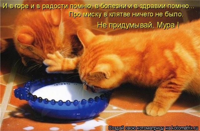 Лучшие котоматрицы недели