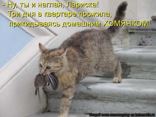 Лучшие котоматрицы недели