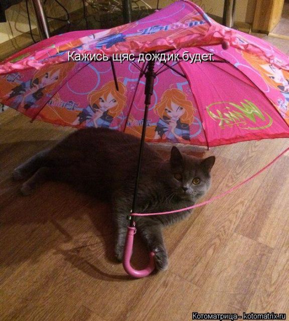 Лучшие котоматрицы недели