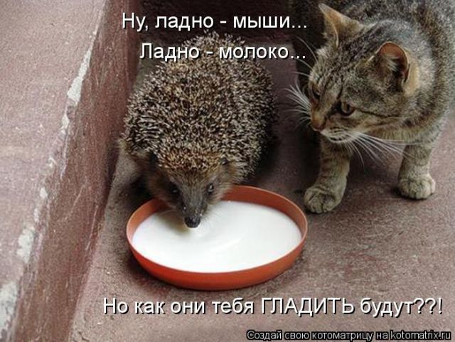 Лучшие котоматрицы недели