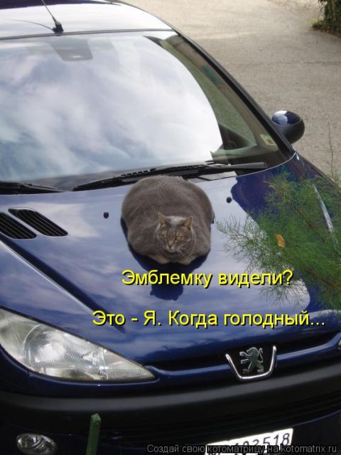 Лучшие котоматрицы недели
