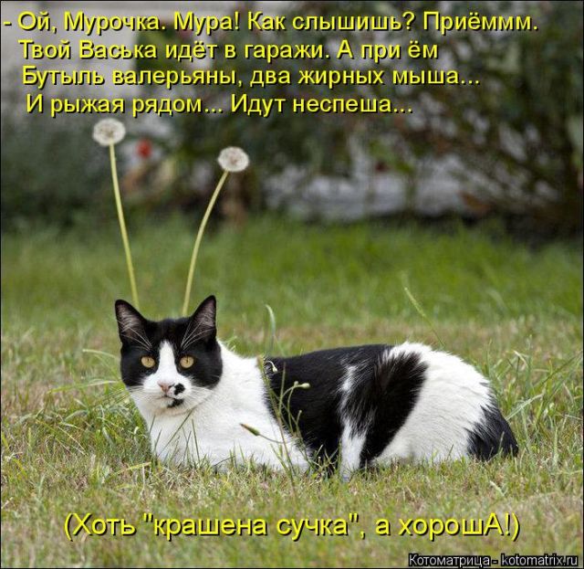 Лучшие котоматрицы недели