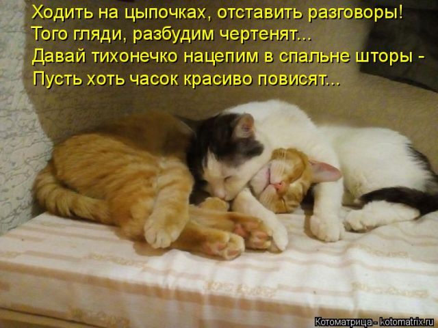 Лучшие котоматрицы недели