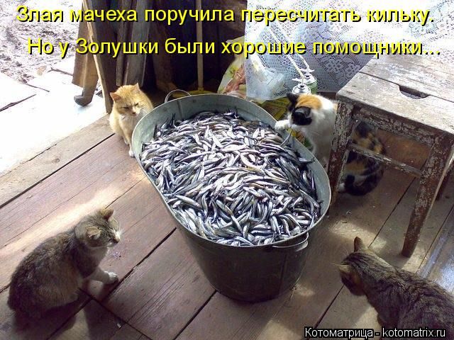 Лучшие котоматрицы недели
