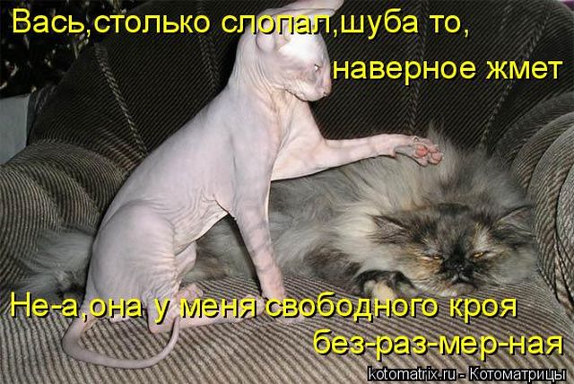 Лучшие котоматрицы недели