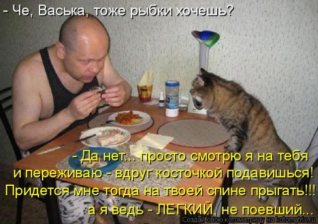 Лучшие котоматрицы недели