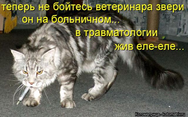 Лучшие котоматрицы недели