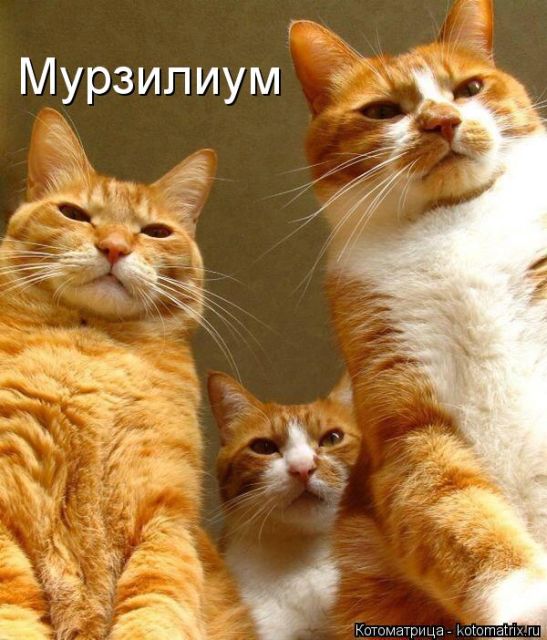 Лучшие котоматрицы недели