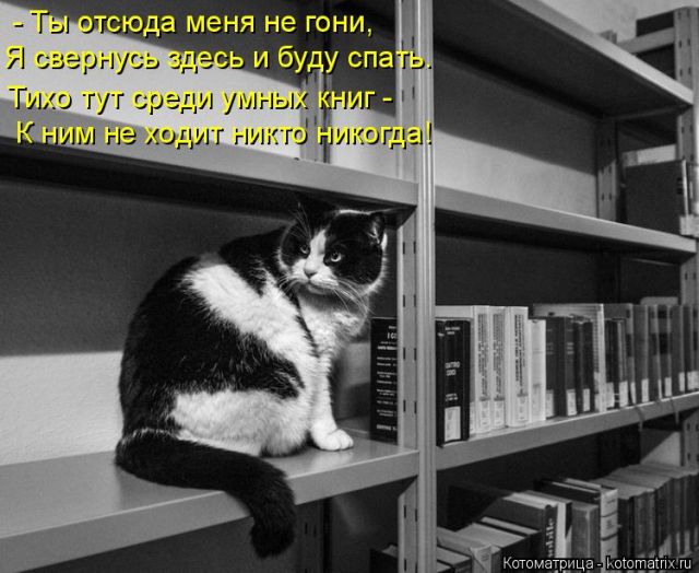 Лучшие котоматрицы недели