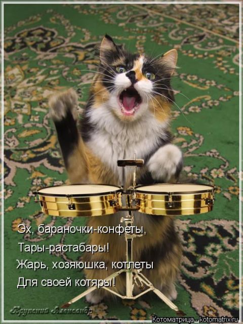 Лучшие котоматрицы недели